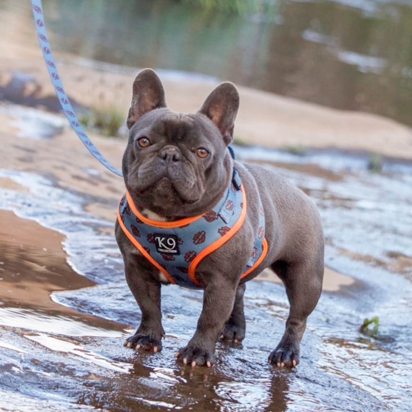 ADJUSTABLE Harness - Bad to the Bone